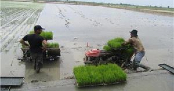 پیش بینی افزایش 20درصدی نشاء مجدد برنج سوادکوه شمالی