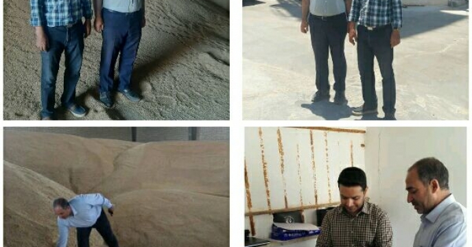 بازدید روزانه از مراکز خرید گندم در استان قزوین