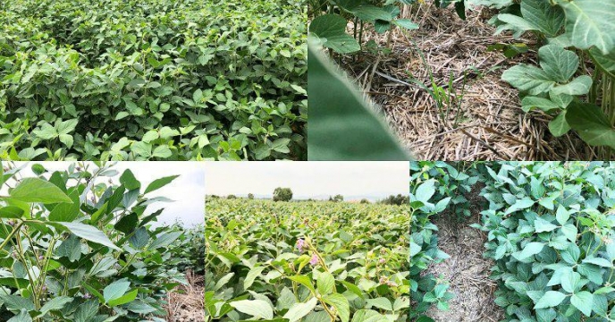 توزیع کود  کشاورزی   برای مزرعه دو هکتاری سویای بی خاک ورزی در بقایای گندم