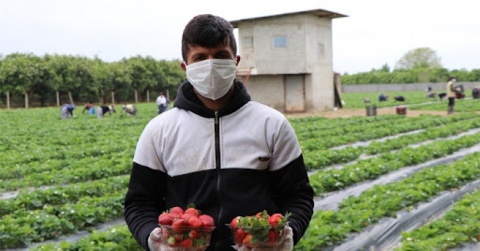 تامین کود برای 350هکتار مزارع توت فرنگی در سیمرغ