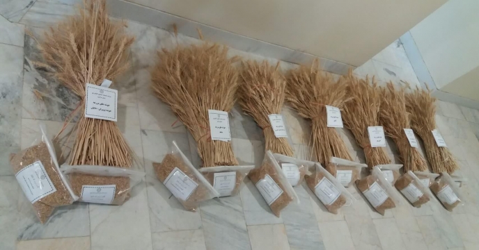 ارسال نمونه بذر از مزرعه نمایشی پایلوت تغذیه  گندم   به مرکز تحقیقات کاربردی نهاده های کشاورزی کرج - تیرماه سال 1399 استان مرکزی 
