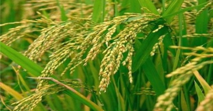 پیش بینی تولید 3هزار و 400  تن برنج در نوشهر استان مازندران
