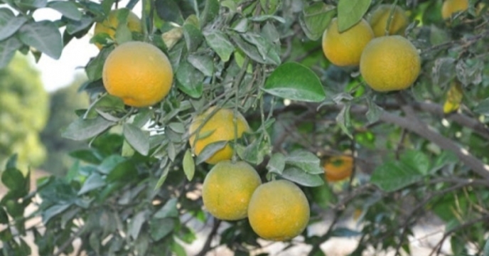 برداشت پرتقال از باغات شهرستان رودان