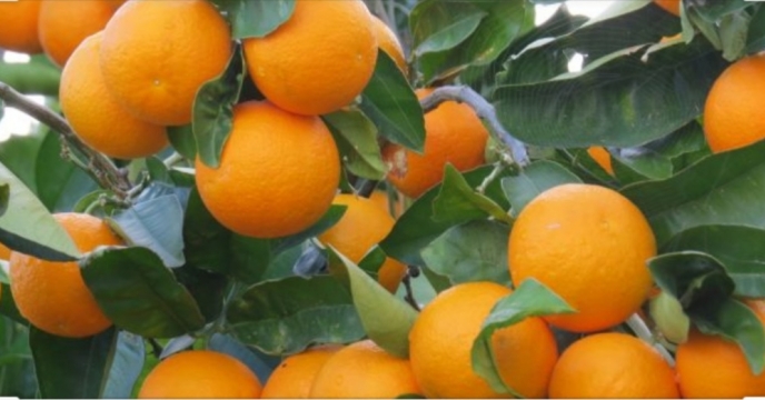 آغاز برداشت پرتقال والنسیا در شهرستان رودان