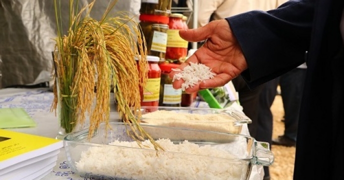تولید برنج ارگانیک در 500 هکتار از شالیزارهای استان مازندران