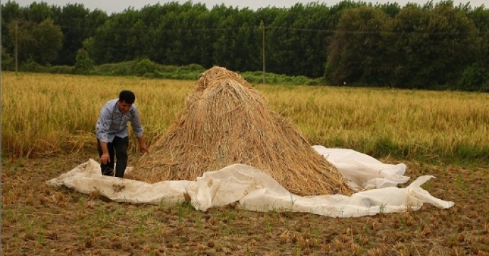 پیش بینی افزایش 15 درصد تولید برنج در  استان مازندران