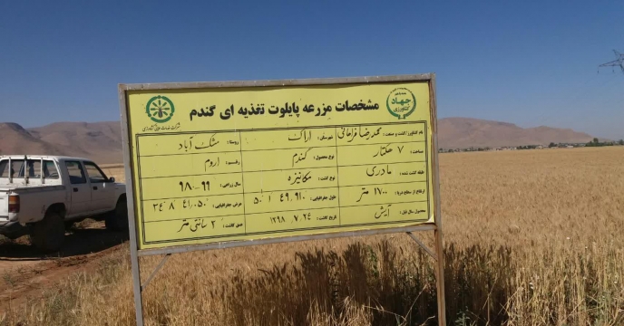 بازدید کارشناسان از مزرعه نمایشی پایلوت گندم 25 خرداد ماه 1399 - استان مرکزی 