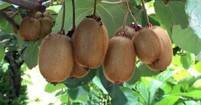 پیش بینی تولید بیش از 80 هزار تن کیوی در تنکابن استان مازندران