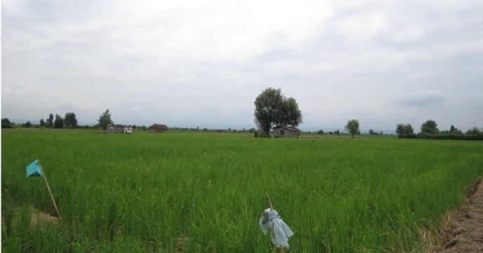 پرورش برنج رتون در 600 هکتار از شالیزارهای قائم شهر  استان مازندران