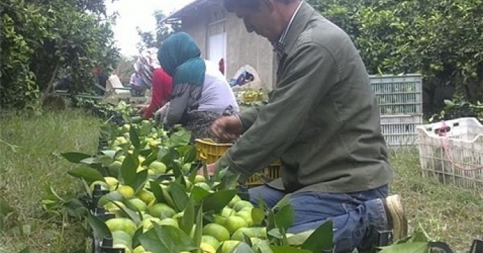 پیش بینی تولید بیش از 235 هزار نارنگی در مرکز  استان مازندران