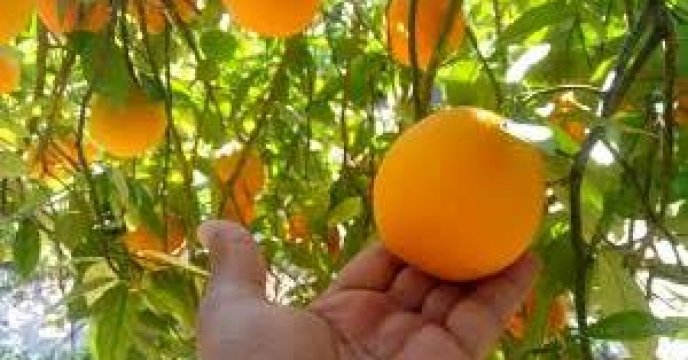پیش بینی برداشت 280هزار تن پرتقال در تنکابن  استان مازندران