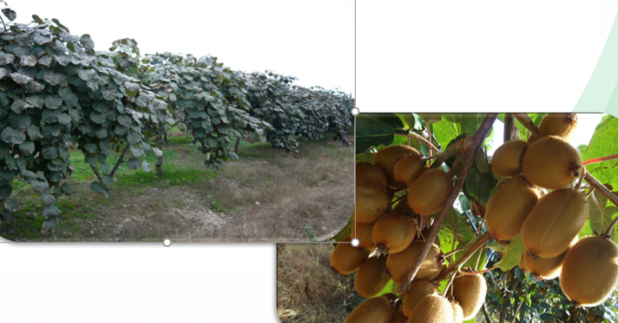 تامین کودهای کشاورزی مورد نیاز باغداران کیوی در استان گیلان