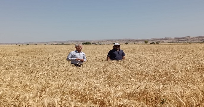 بازدید دوره ای از مزارع گندم طرف قرارداد شرکت خدمات حمایتی کشاورزی استان خوزستان