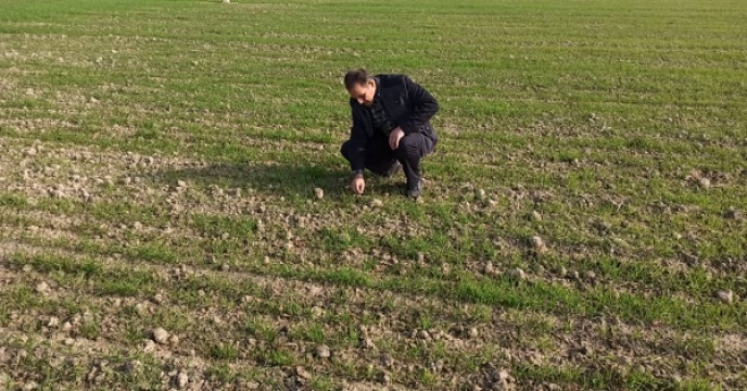 بازدید از مزارع تکثیری بذر گندم در شهرستان آق قلا  گلستان
