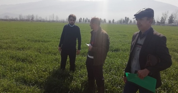 بازدید از مزرعه تکثیری موسسه تحقیقات پنبه کشور در روستای کارکنده شهرستان بندر گز گلستان