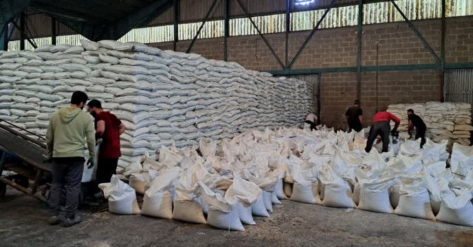 تامین و ذخیره  استراتژیک ۵۰۰ تن کود فسفات در رضوانشهر؛ تضمین امنیت تأمین نهاده‌های کشاورزی گیلان