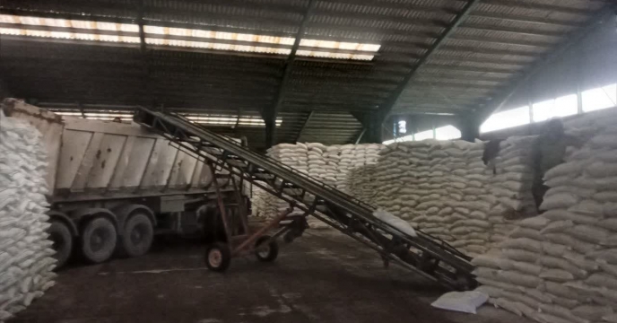 توزیع بیش از ۵۴۰ تن کود برای باغات فندق گیلان در نه ماهه‌ی امسال