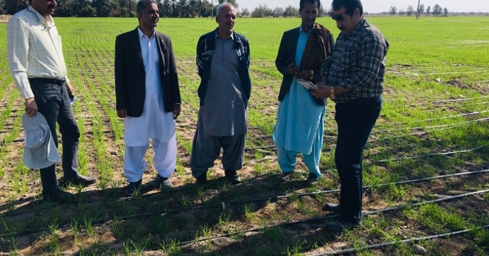 بازدید از مزارع تولید بذر گندم در شهرستان دلگان دی 1402