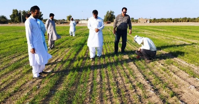 بازدیداز مزارع تولید بذر گندم  در شهرستان ایرانشهر وتوابع آن 1402/10/13