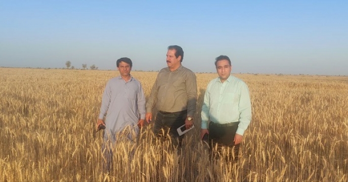 بازدید از مزارع گندم شهرستان چاهشور توسط همکاران شعبه