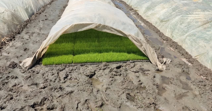 مدیر شرکت خدمات حمایتی کشاورزی استان گیلان از توزیع کود طی خرداد ماه سال جاری در مزارع برنج شلتوک محلی خبر داد