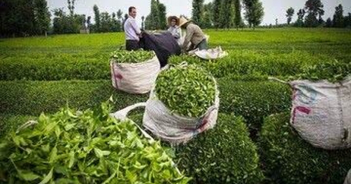 واریز ۸۸ میلیارد ریال از سوی سازمان چای کشور برای پیش‌خرید کود اوره در گیلان 