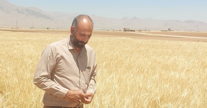 بازدید و نظارت کارشناسان شرکت خدمات حمایتی کشاورزی استان چهار محال و بختیاری از مزارع کشت گندم و جو کشاورزان طرف قرارداد شرکت در شهرستان لردگان