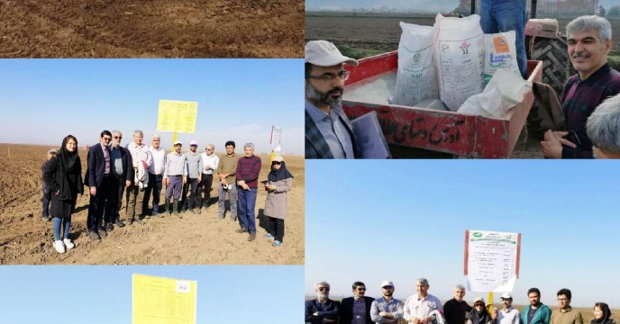طرح پایلوت تغذیه گیاهی گندم در مزرعه منتخب استان گلستان به انجام رسید