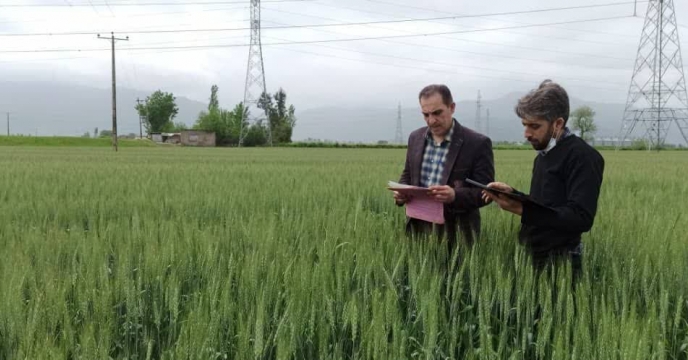 بازدید از مزارع تکثیری بذر گندم شهرستان علی آباد