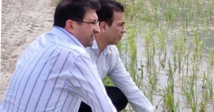  بازدید مدیر شرکت خدمات حمایتی کشاورزی استان گلستان از آب بندان ها و اراضی نسق شالیزار در شهرستان آزادشهر