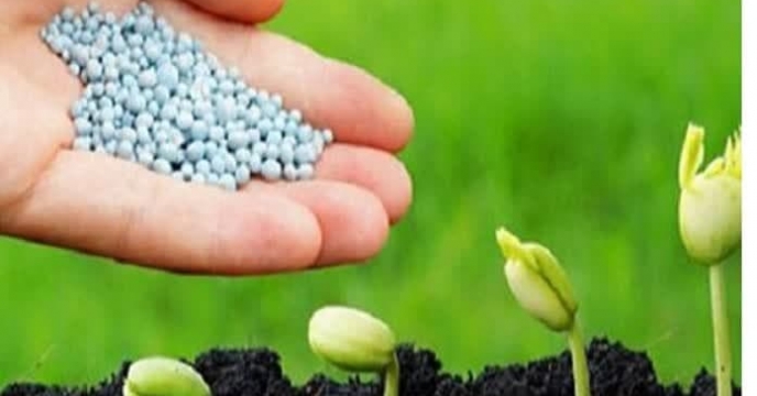 افزایش 65 درصدی توزیع انواع کود کشاورزی در شهرستان راور استان کرمان