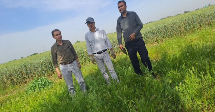 بازدید از مزرعه تکثیری بذر گندم محمد مقصودلو در شهرستان گرگان