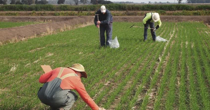 مدیر شرکت خدمات حمایتی کشاورزی استان گلستان : تولید گندم ، متاثر از مدیریت ناکارآمد مزرعه است