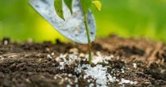 مدیر شرکت خدمات حمایتی کشاورزی استان گلستان ؛ کشت پاییزه و تأکید بر مصرف بهینه کود