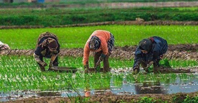 8 هزارو9333 فقره حواله الکترونیکی صادر شده در سامانه پایش مواد کودی برای محصولات کشاورزی زراعی و باغی برای کشاورزان شهرستان علی آباد کتول در سه ماهه سال جاری 