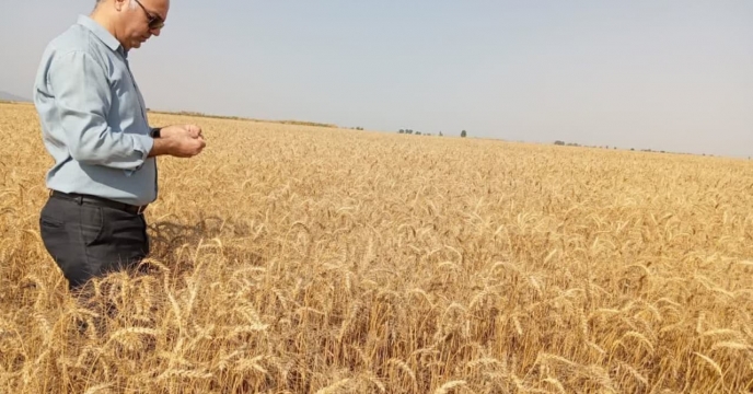 بازدید‌نهایی و‌بر آورد عملکرد محصول از وضعیت مزارع پیمانکارتکثیری عباس تجری در روستای برفتان شهرستان  علی آباد کتول 