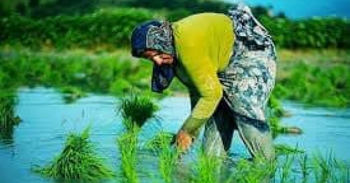 توزیع  مقدار۴۴ تن انواع کود کشاورزی یارانه ای  برای کشاورزان برنج کار شهرستان کردکوی  در خرداد ماه سال۱۴۰۴