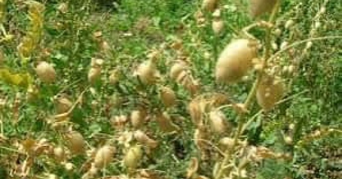توزیع  مقدا۲ تن کود کشاورزی یارانه ای اوره برای  کشاورزان  نخود کار شهرستان مینودشت در خرداد ماه سال۱۴۰۴