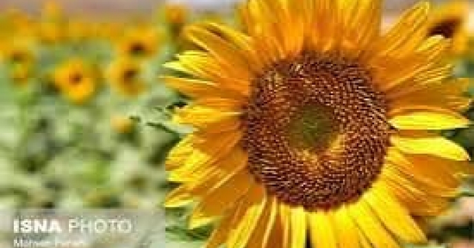 توزیع  مقدار۱۴ تن انواع کود کشاورزی یارانه ای برای کشاورزان آفتابگردان شهرستان بندر ترکمن  در خرداد ماه سال۱۴۰۴