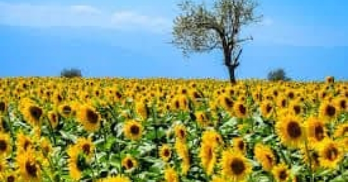 توزیع  مقدار۷۶ تن انواع کود کشاورزی یارانه ای برای کشاورزان آفتابگردان شهرستان کردکوی در خرداد ماه سال۱۴۰۴