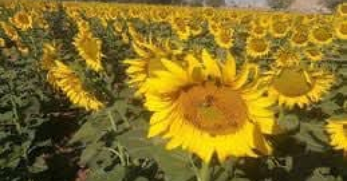 توزیع  مقدار تقریبی ۱۱تن انواع کود کشاورزی یارانه ای برای کشاورزان آفتابگردان شهرستان  گرگان در خرداد ماه سال۱۴۰۴