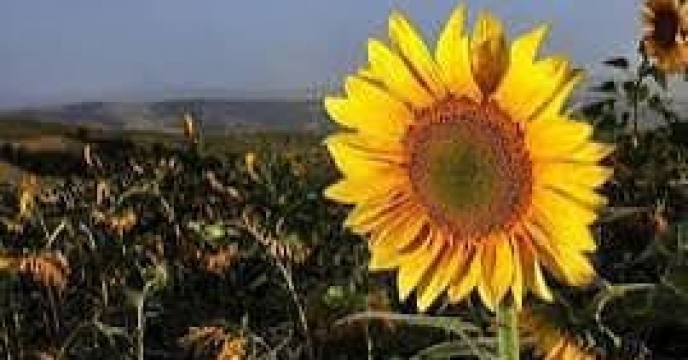 توزیع  مقدار تقریبی ۵۶ تن  انواع کود کشاورزی یارانه ای برای کشاورزان آفتابگردان شهرستان  گنبد  در خرداد ماه سال۱۴۰۴
