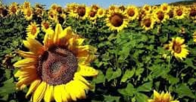 توزیع  مقدار تقریبی ۳۰ تن  انواع کود کشاورزی یارانه ای برای کشاورزان آفتابگردان شهرستان  مینودشت در خرداد ماه سال۱۴۰۴