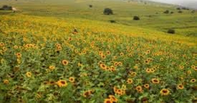 توزیع  مقدار تقریبی ۱۴ تن  انواع کود کشاورزی یارانه ای برای کشاورزان آفتابگردان شهرستان آق قلا در خرداد ماه سال۱۴۰۴
