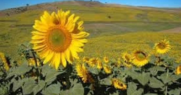 توزیع  مقدار تقریبی ۱۶ تن  انواع کود کشاورزی یارانه ای برای کشاورزان آفتابگردان شهرستان کلاله در خرداد ماه سال۱۴۰۴  به