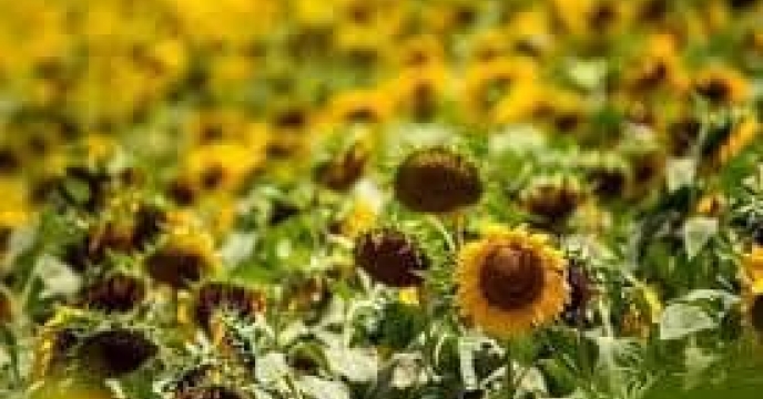 توزیع  مقدار تقریبی ۱۰ تن  انواع کود کشاورزی یارانه ای برای کشاورزان آفتابگردان شهرستان آزادشهر در خرداد ماه سال۱۴۰۴