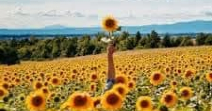 توزیع  مقدار تقریبی ۵۵ تن  انواع کود کشاورزی یارانه ای برای کشاورزان آفتابگردان شهرستان رامیان در خرداد ماه سال۱۴۰۴