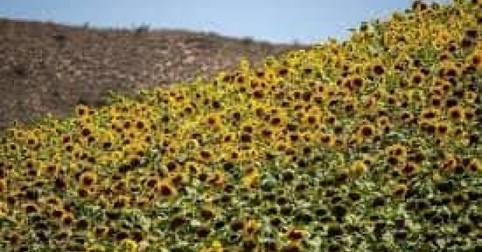 توزیع  مقدار تقریبی ۱۱۱ تن  انواع کود کشاورزی یارانه ای برای کشاورزان آفتابگردان شهرستان گمیشان در خرداد ماه سال۱۴۰۴
