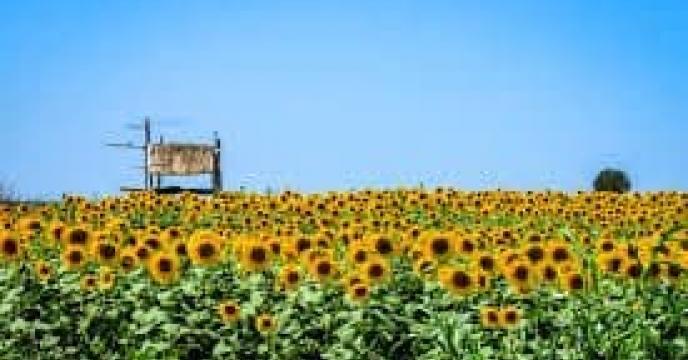 توزیع  مقدار تقریبی ۷ تن  انواع کود کشاورزی یارانه ای برای کشاورزان آفتابگردان شهرستان گالیکش در خرداد ماه سال۱۴۰۴