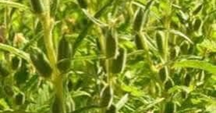 توزیع  مقدار تقریبی ۱ تن  انواع کود کشاورزی یارانه ای برای کشاورزان کنجد کار کار شهرستان بندرگز در خرداد ماه سال۱۴۰۴